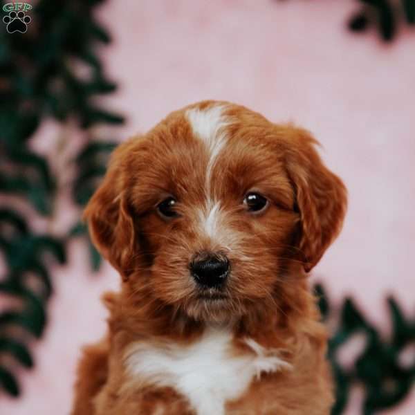 Paris F2B, Mini Goldendoodle Puppy